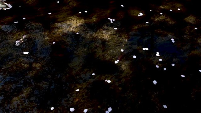 小川を流れる桜の花びら 満開の桜 ソメイヨシノ フィックス 桜2019_07v_00656(IMG_4024_PR_MOV)