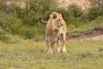 Lion in the wild