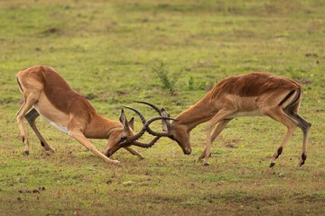 South African impala fighting head to head