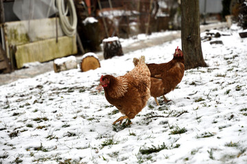 domestic chicken walking and eating  on the snow farm in the winter