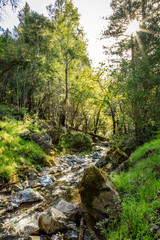 Fototapeta na wymiar Creek flows between fresh spring grass on moss covered rocks and between tall oak trees at Sugarloaf Ridge State Park