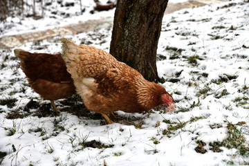 domestic chicken walking and eating  on the snow farm in the winter
