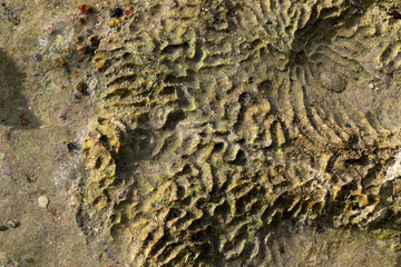 Natural coral stone texture on the Red sea coast