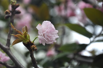 blooming sakura