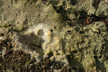 Natural coral stone texture on the Red sea coast