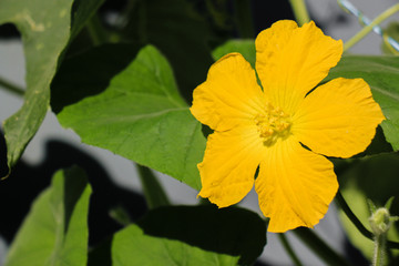 A very beautiful flower