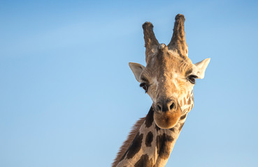 two giraffes in nature
