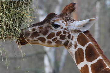 giraffe