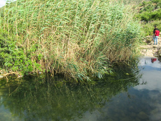 Wadi Qana Reserve in Palestine