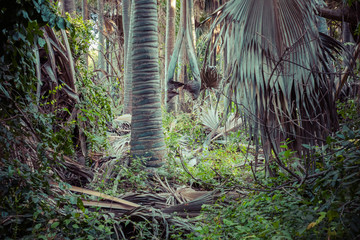 Bijilo National Park. Jungle in Gambia West Africa.