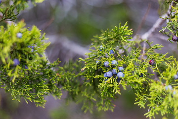 Juniper branches and berries