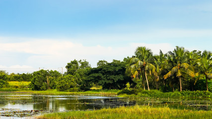 Fototapeta na wymiar Chempallykkundu Wetland near Vengara, Kannur, Kerala, India