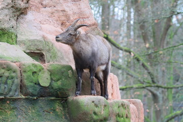 alpensteinbock