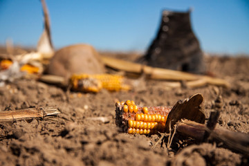 an abandoned shoe in a cornfield