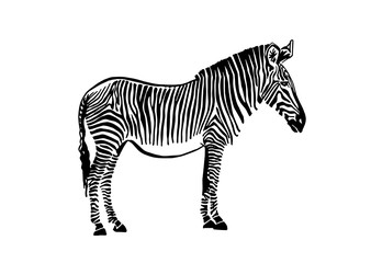 Obraz na płótnie Canvas Graphical sketch of zebra isolated on white background , vector illustration, element for design