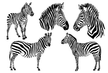 Fototapeta na wymiar Graphical set of zebras isolated on white background , vector illustration, element for design