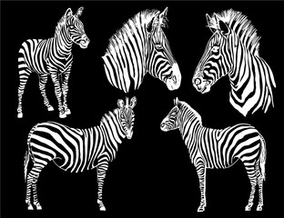 Fototapeta na wymiar Graphical set of zebras isolated on black background , vector illustration, elements for design