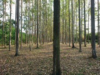 trees in the forest