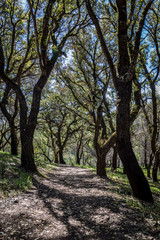Wide dirt path heads between large mature oak trees with fresh new leaves at Sugarloaf Ridge State Park