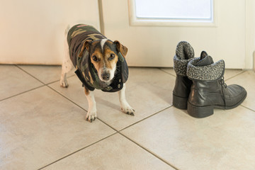 little cute Jack Russell terrier dog is wearing a winter coat. Waiting for the walk next to the...