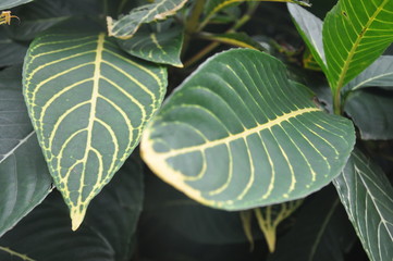 leaves with golden veins