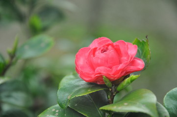 camellia in spring