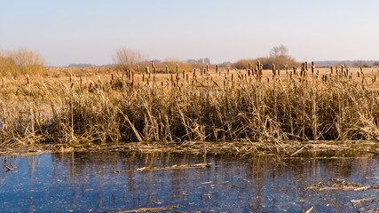 Syczeń 2020, Ciepła zima nad Biebrzą, Biebrzański Park Narodowy, Biebrza Podlasie, Polska © podlaski49