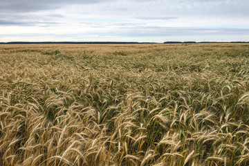 Wheat field close up ripe in gold color, natural background. Harvest concept.