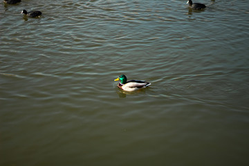 Duck in the water