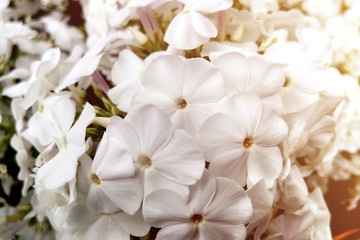 white phlox, perennial, perennial flowers in spring.