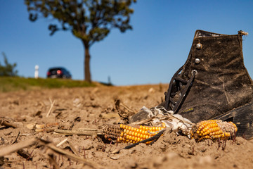 an abandoned shoe in a cornfield
