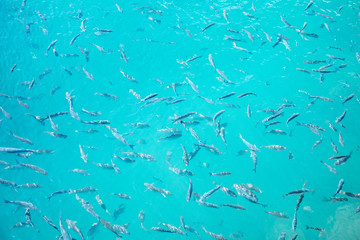 Clear surface Shoal of fish in seawater - Larg group of fishes swimming in the sea - surface reflection water shoal wide angle view background azure aquamarine tuorquoise blue ozean