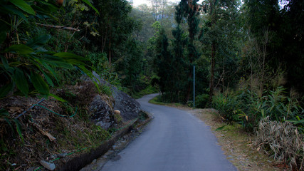 Obraz premium road in forest