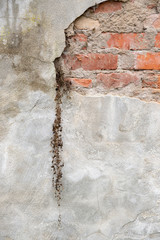 Fototapeta premium Alte Mauer mit vertrockneter Pflanze