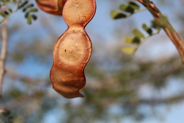 Numerous Southern Mojave Desert native plans grow on Indian Cove Trail in Joshua Tree National Park, such as Catclaw, Senegalia Greggii. Their Fabaceae seed pods often remain attached through winter.