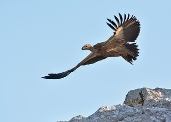 Griffon Vulture - Gyps fulvus, Crete