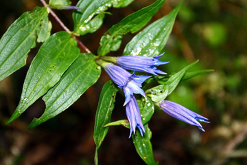 Gentian