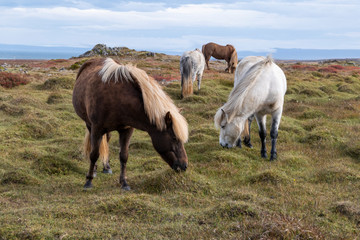 iceland horse