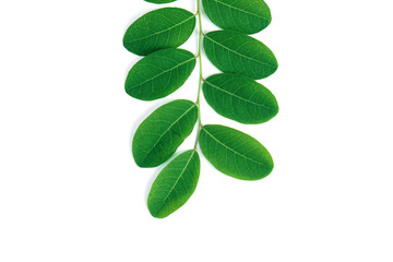 Tamarind leaves isolated white background                      