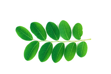Tamarind leaves isolated white background                      