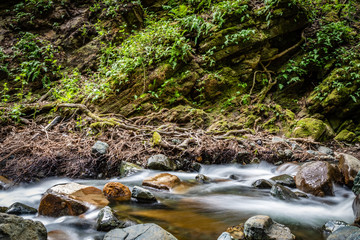 Naklejka na ściany i meble Sonoma Creek in the foreground with dense tangled roots and slanted mossy rocks with ferns and leaves at Sugarloaf Ridge State park in Kenwood California