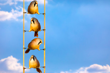 Funny birds. Colorful sky background. 