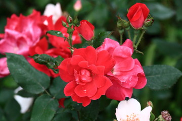 Charming red roses with raindrops on a blurred green background