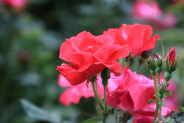 Beautiful red roses with raindrops on a blurred green background