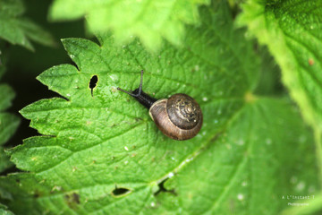 Escargot