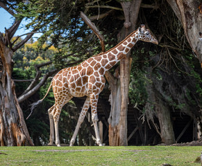 Giraffe profile walking from left to right across the frame
