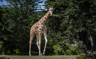 Giraffe walks across from left to right with dense trees in the background