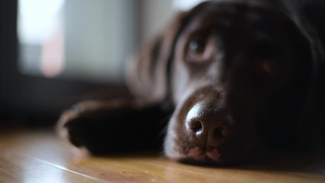 the nose of the brown labrador retriever moves with breath. Selective focusing on the nose. Close up