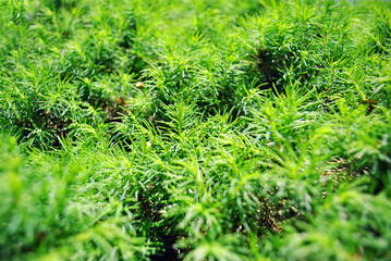 Green juniper twigs close up detail, top view, natural organic background