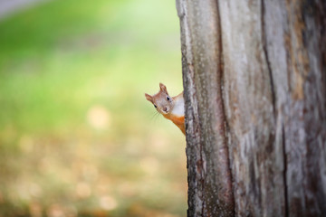 Little squirrel peeks out from behind a tree